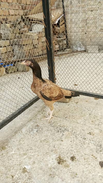 Lakhi aseel pathi home breed high quality