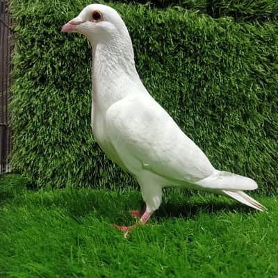 Qasid Paper White Breder Male  For Sale