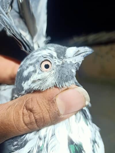 chhapra per sale 03106801352