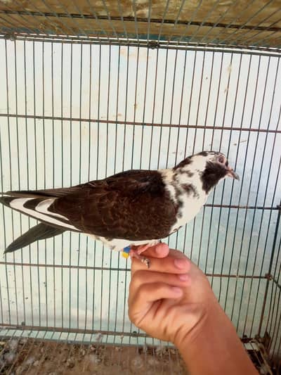 HAND-TAME PIGEON