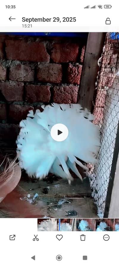 All pigeons for Sale Very cheap Price 2000 per pcs