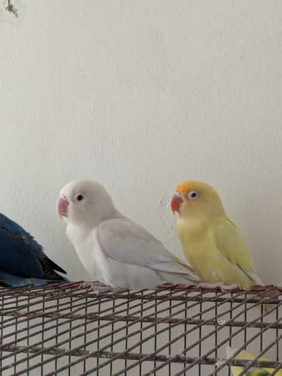 LoveBirds Breeder pairs.   03284306401  Whatsapp