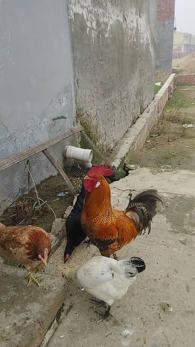 Murga or 2 murgia 03144235435