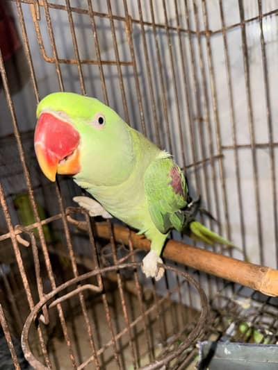 WhatsApp 03352839988