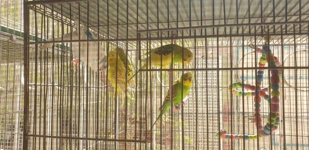 4 Pair and 1 single male urgent sale