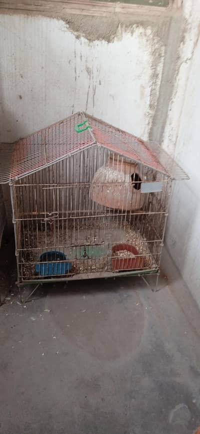 albino red eye female healthy and active Latino personata pair