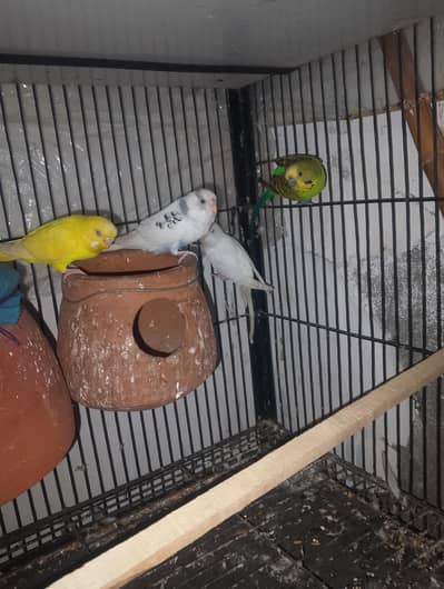 2 pair for sall nail tail faly all oky