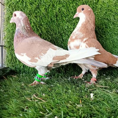 Guldar Sherazi breder pair  For Sale