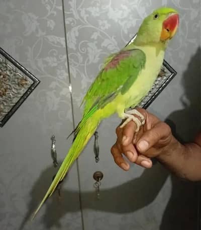 parrot sell