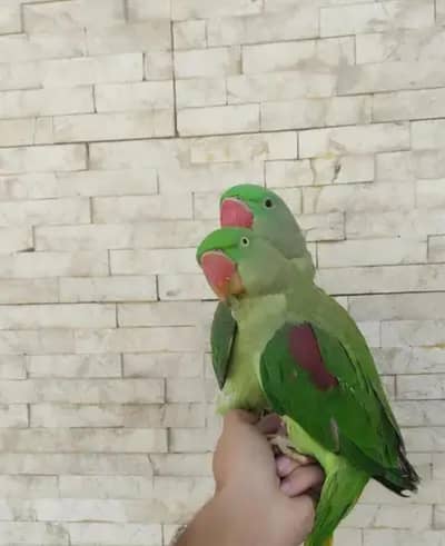 Kashmir raw parrot for 9 month age Whatsapp no 0321 8699679