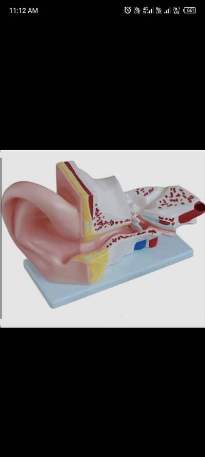 Model of Human Ear 