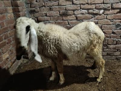 KAJLI SHEEP