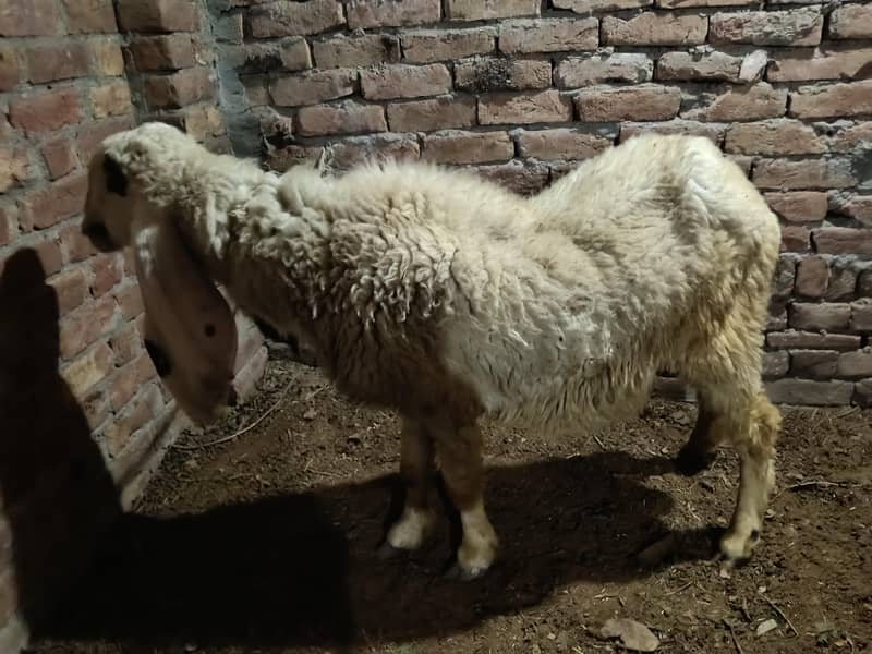 KAJLI SHEEP 1