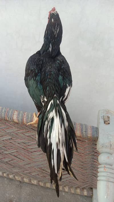 lasani aseel/mushki aseel/mushki breeder/jawa aseel / aseel mianwali