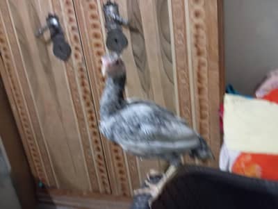 Aseel lasani chick for sale