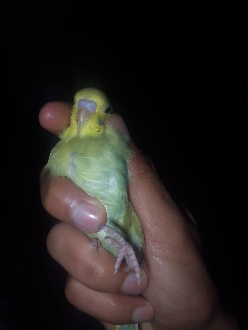 home breed budgies 5