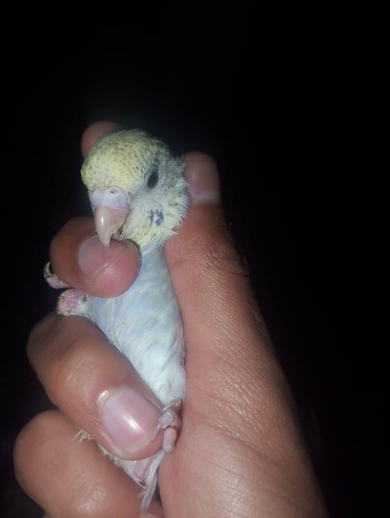 home breed budgies 6