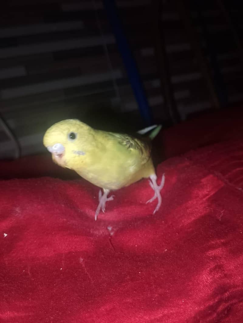 home breed budgies 7