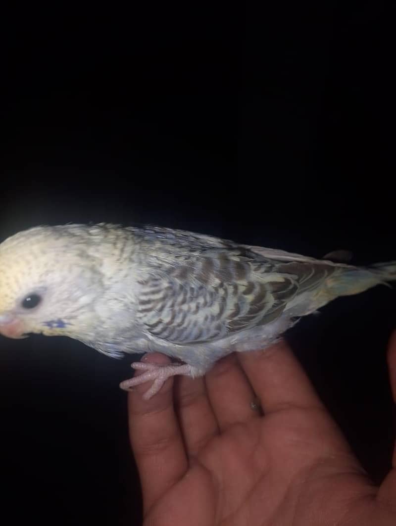 home breed budgies 9