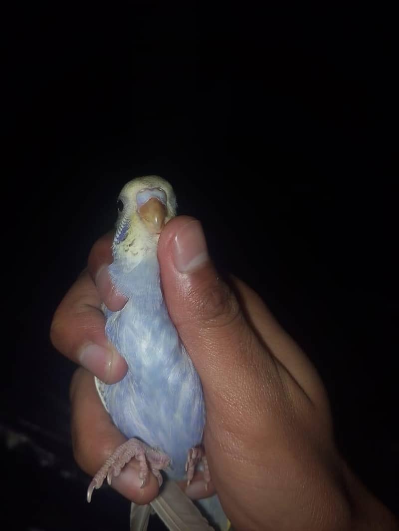 home breed budgies 10