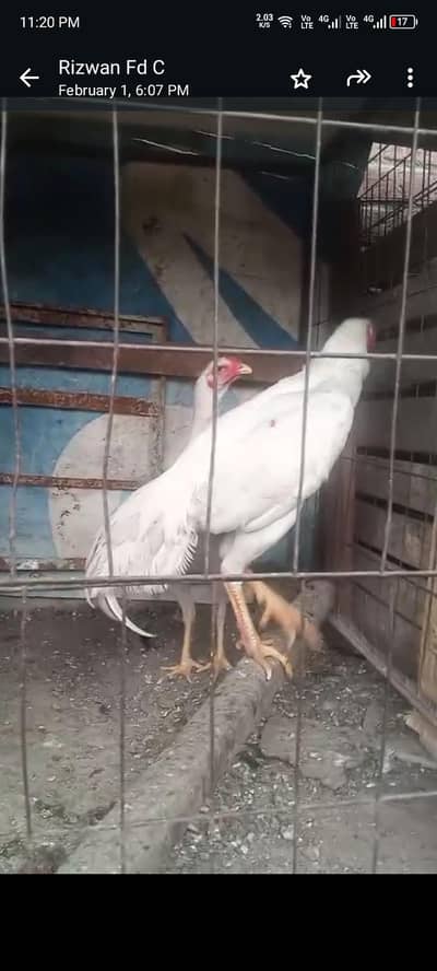 white shamo pair good quality