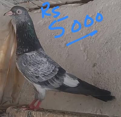 kabli kabutar Hi quality  pair b mil jaenge sub Sat dene Hai