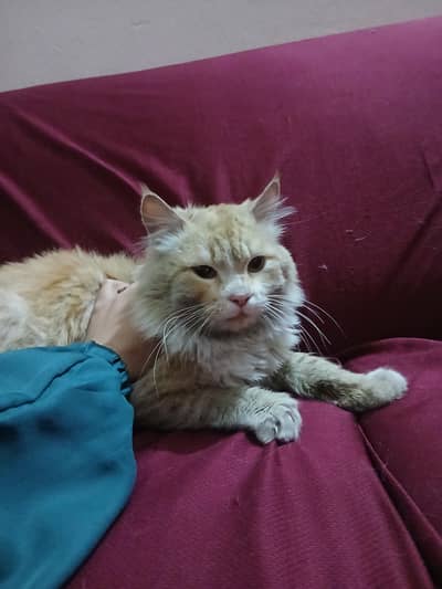 selling female Persian cat