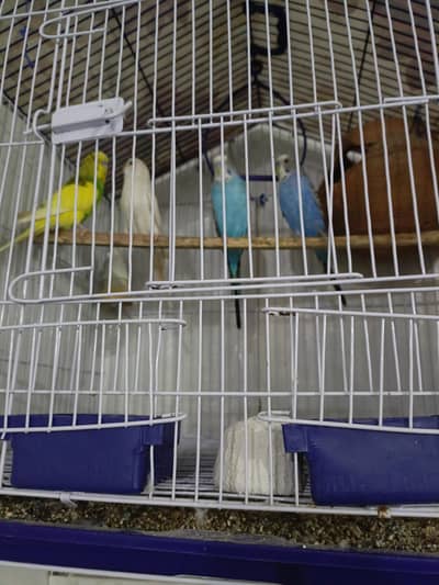 4 budgie with cage