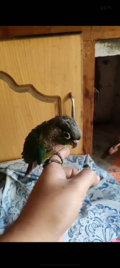 green cheek conure