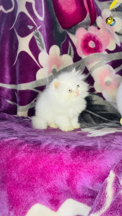 Persian good breed kittens avail. WhatsAp=03103699468