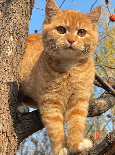Healthy Orange Persian Mix Cat for Sale – Friendly & Calm
