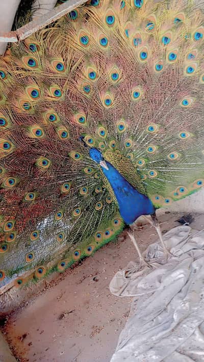 blue shoulder beader pair