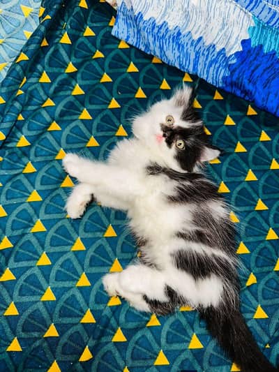 Persian good breed kittens avail. WhatsAp=03103699468