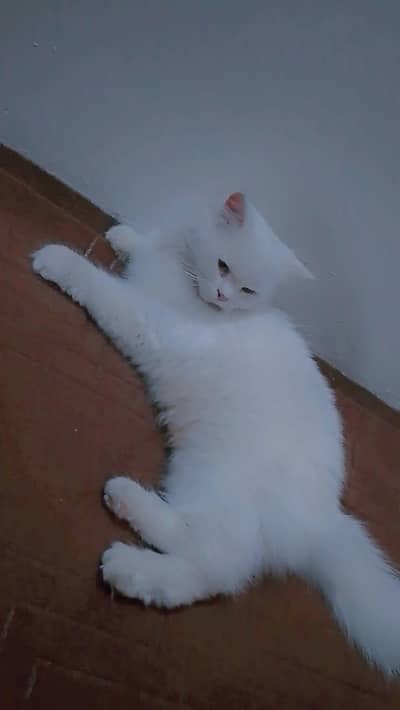 Persian cate mom to be