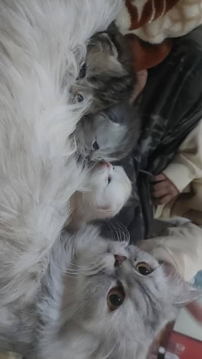 punch face persian kittens available