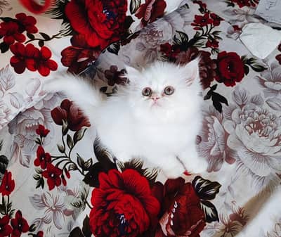 Persian good breed kittens avail. WhatsAp=03103699468