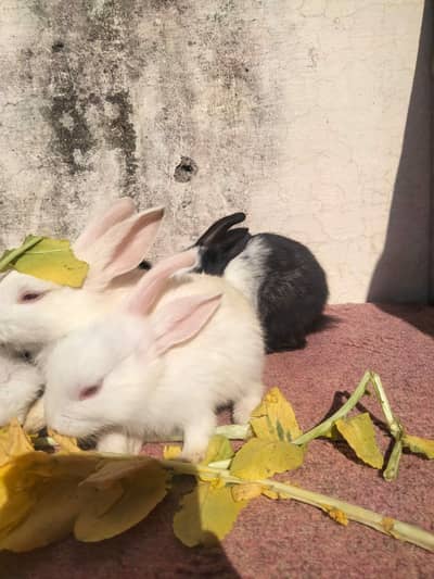 rabbits bunny for sale per piece 500