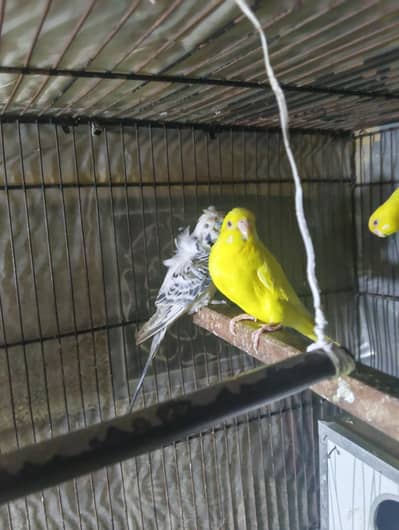 1 pair exhibition into red eyes and 1 pair hogo Romo into red eyes