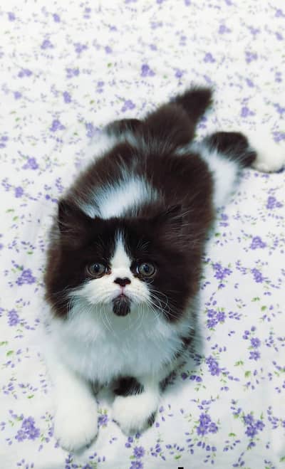 Persian good breed kittens avail. WhatsAp=03103699468