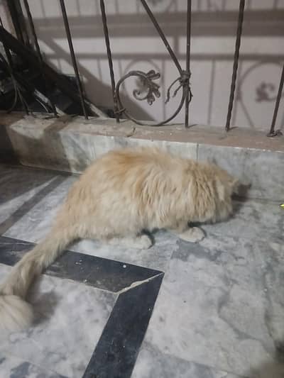 selling female Persian cat