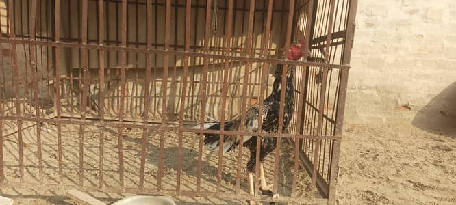 jawa brand final price 11500