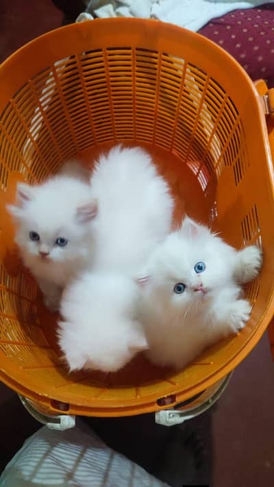 Persian good breed kittens avail. WhatsAp=03103699468