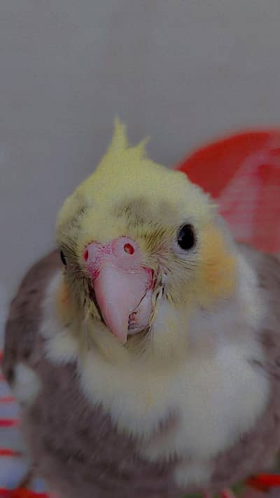 Grey Cockateil Full Friendly hand tame 2 Male