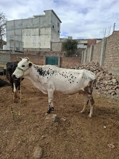 fatajangi cows for sale