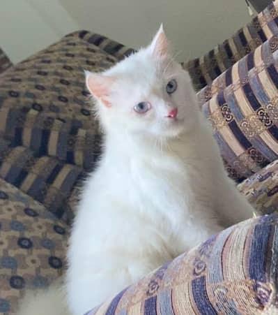 Persian Female Cat Vaccinated