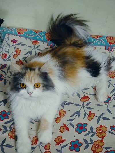 Persian good breed kittens avail. WhatsAp=03103699468