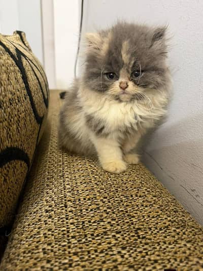 Persian good breed kittens avail. WhatsAp=03103699468