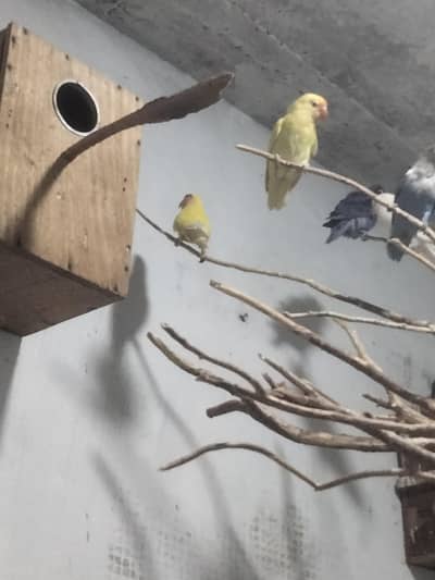 bridar pairs active ha