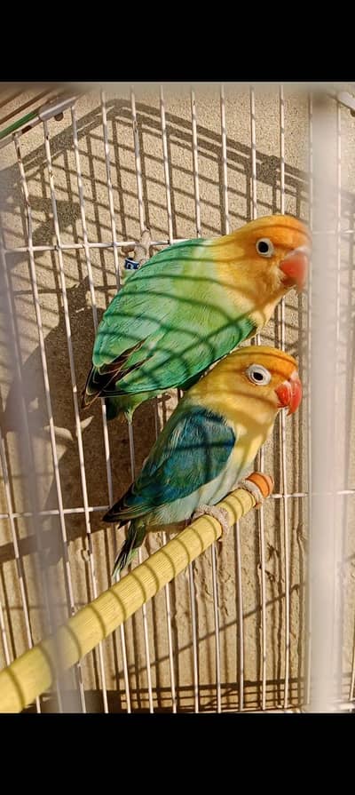 love birds jumbo size pair