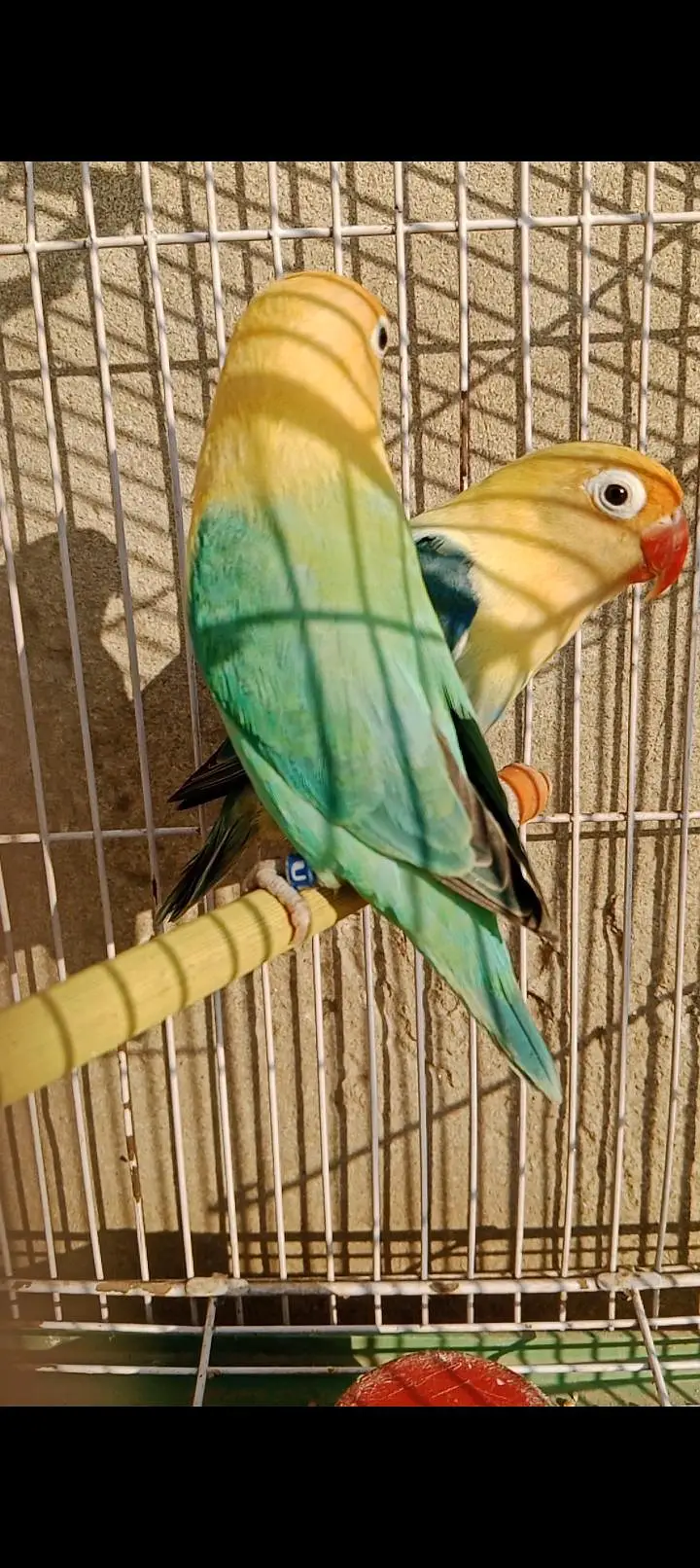 love birds jumbo size pair — photo 2